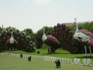 IMG_0245