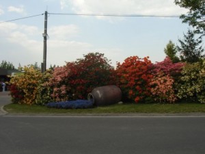 gocz (63)
