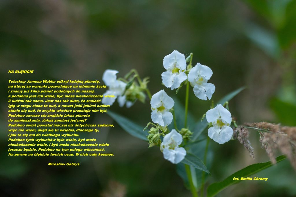 Zdjęcie białych kwiatów z wierszem "Na błękicie"