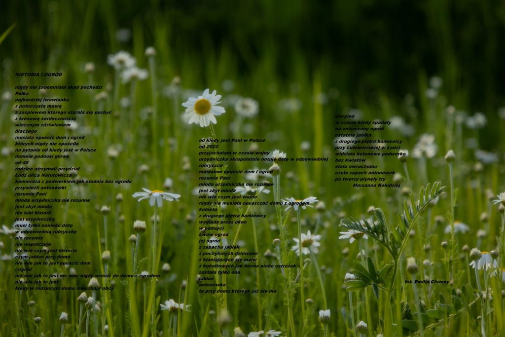 Zdjęcie letniej łąki z wierszem "Historia i ogród"