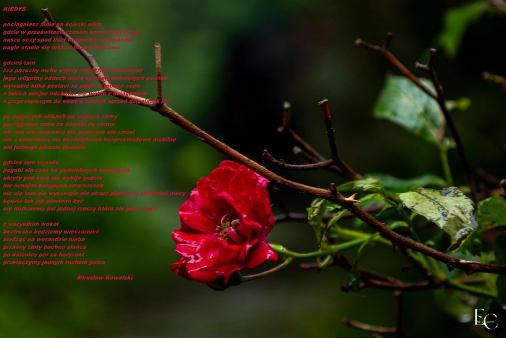 Zdjęcie z różą i wierszem "Kiedyś"