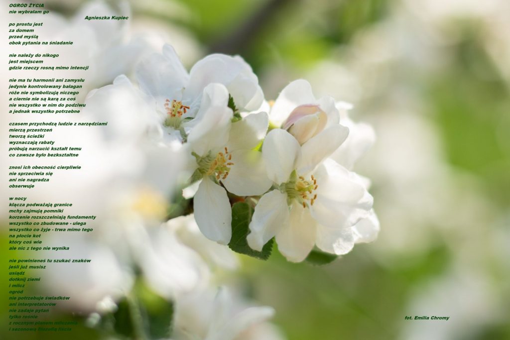 Zdjęcie z kwiatami jabłoni i wierszem "Ogród życia"