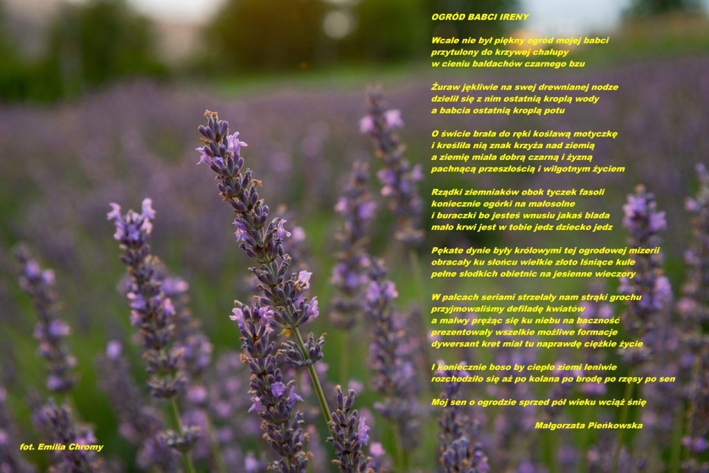 Zdjęcie z lawendą i wierszem "Ogród babci Ireny"