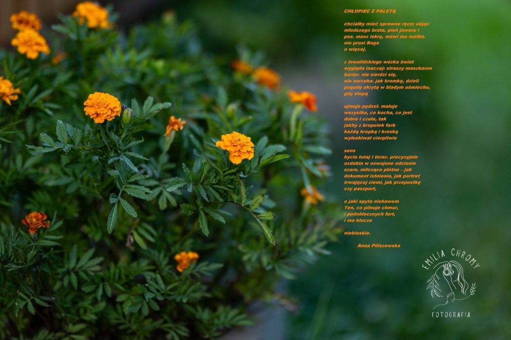 Zdjęcie z pomarańczowymi kwiatami aksamitek i wierszem "Chłopiec z paletą"