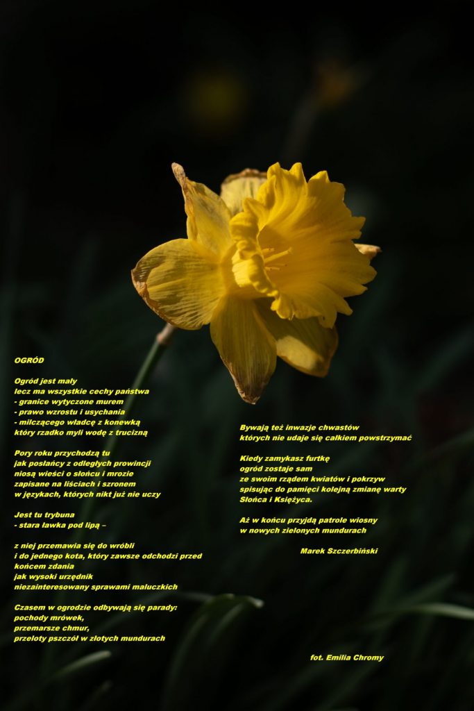 Zdjęcie narcyza z wierszem "ogród"